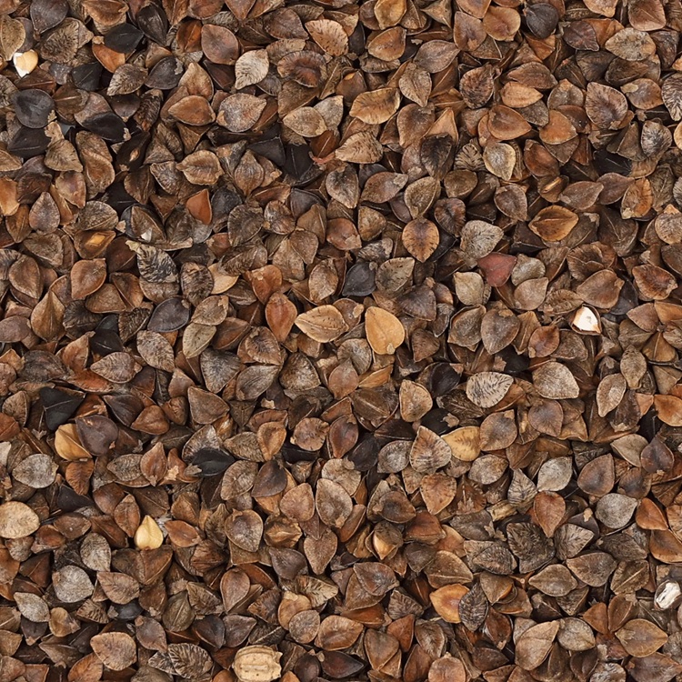 Buchweizen Ernte 2025