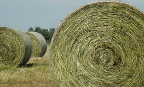 Heu (Rundballen ca. 420 kg, 1,60 m)